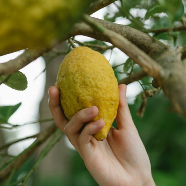 ⁦Juicy Fresh Lemon⁩ - الصورة ⁦2⁩